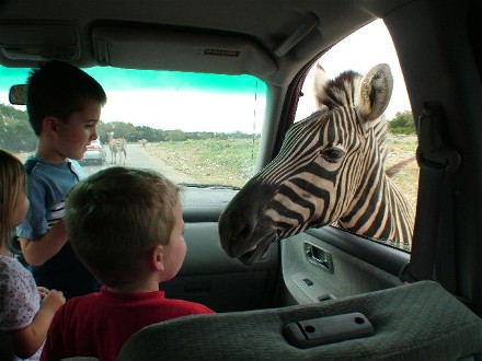 Zebra Head in Car
