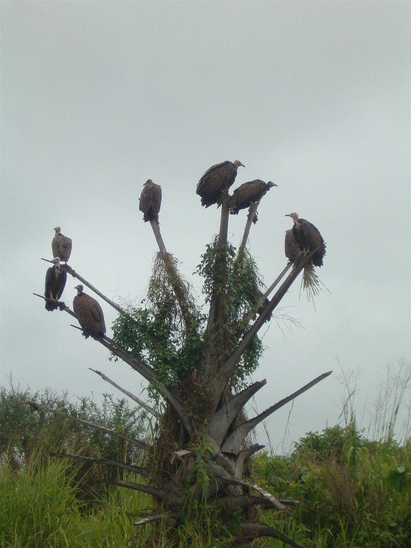 A tree of vultures
