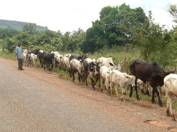 Ghanaian Cattle Herd