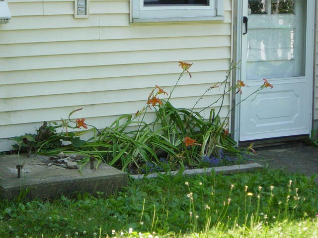Backyard day lilies