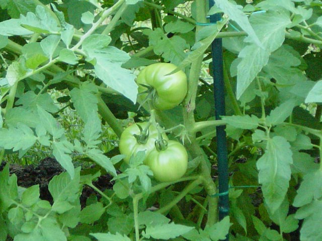 Tomatoes Week 7